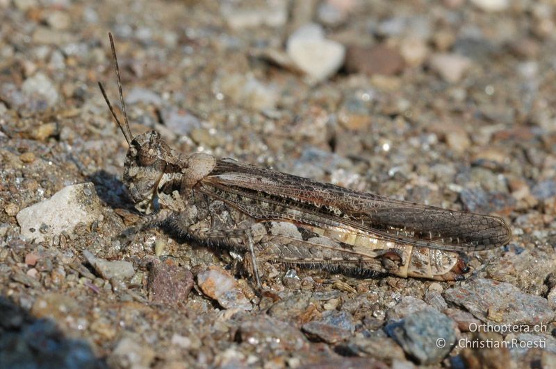 Acrotylus patruelis ♀ - CH, TI, Arzo, 07.09.2006