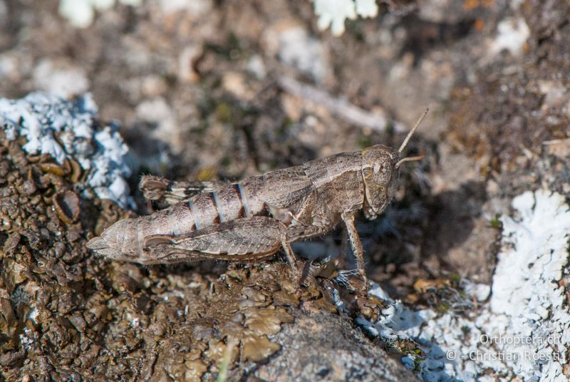 Pezotettix giornae ♀. Die Tiere halten sich nur sehr selten am Boden auf - FR, Pyrénées-Orientales, Corsavy, 03.10.2010