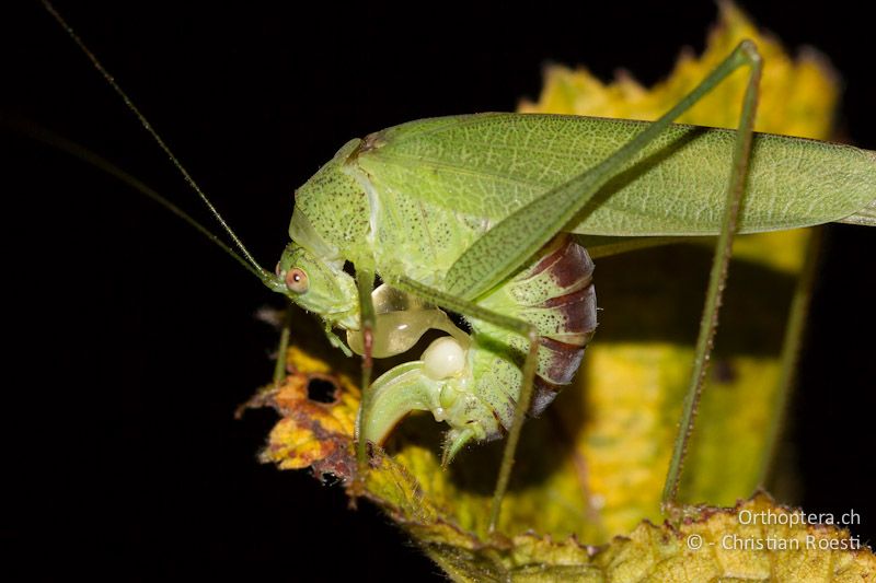 ♀ von Phaneroptera nana frisst die Spermatophore, die mit einem Stiel befestigt ist - CH, TI, Mt. Caslano, 11.10.2011