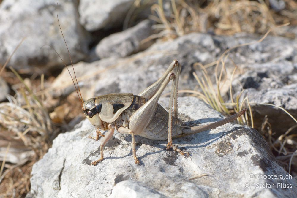 Pholidoptera dalmatica ♀ HR, - Cres, Predošćica, 23.07.2015