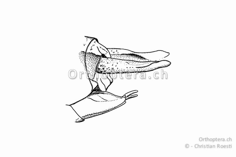 Hinterleibsende von Yersinella raymondii ♂ von der Seite betrachtet. Die Cerci überragen die Styli und sind in der Mitte abgeflacht.