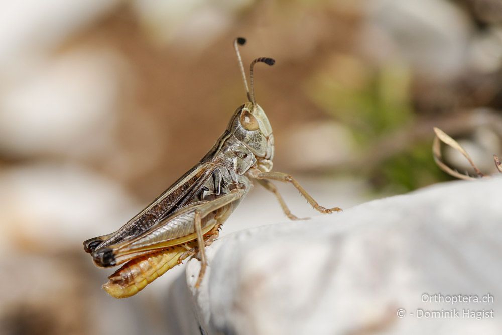 Endemischer Heidegrashüpfer Stenobothrus clavatus - Mt. Tomaros, 13.07.2011