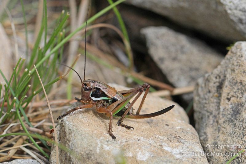 Larve der Alpenschrecke Anonconotus ghiliani - FR, Mont Ventoux, 04.07.2014