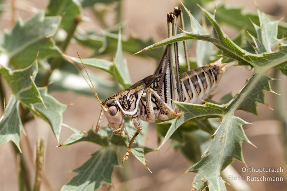 Heideschrecke Gampsocleis abbreviata - Elassona, 16.07.2011