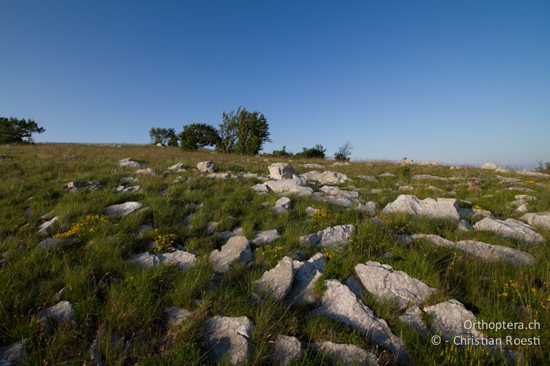 Morgenstimmung im Lebensraum des Steinhuhns - HR, Istrien, Učka, 02.06.2014