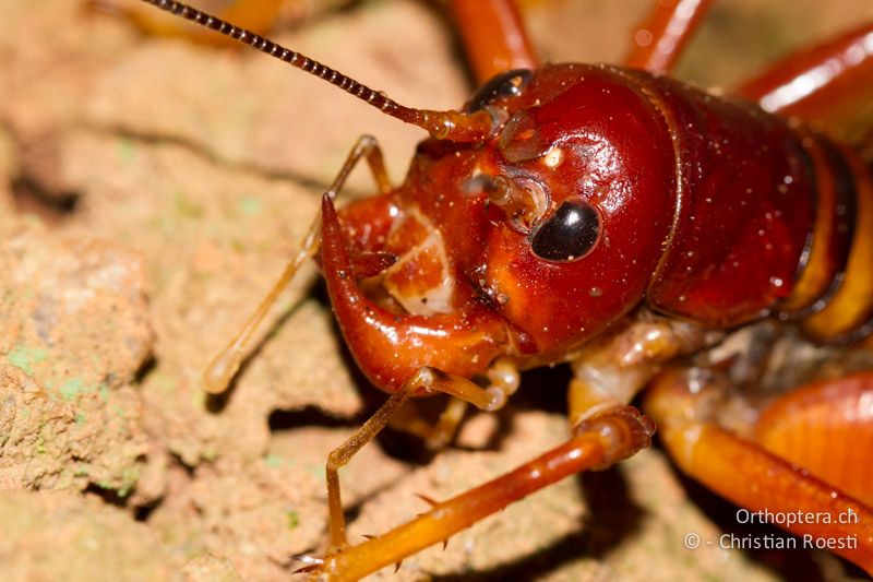 Langfühlerschrecke der Familie der Stenopalmatoidea (King Cricket, Libanisius cf. vittatus) - SA, Limpopo, Tzaneen, Kurisa Moya Lodge, 08.01.2015