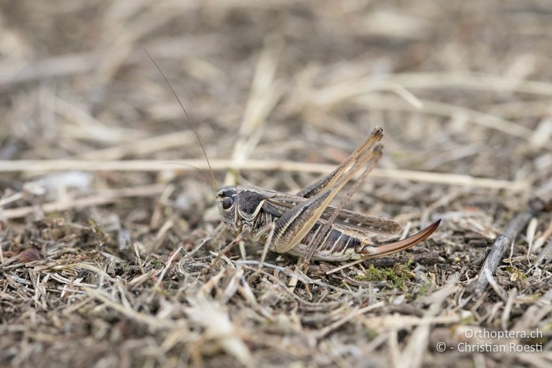 Steppen-Beissschrecke (Montana montana) ♀ - AT, Niederösterreich, Ebergassing, 08.07.2018