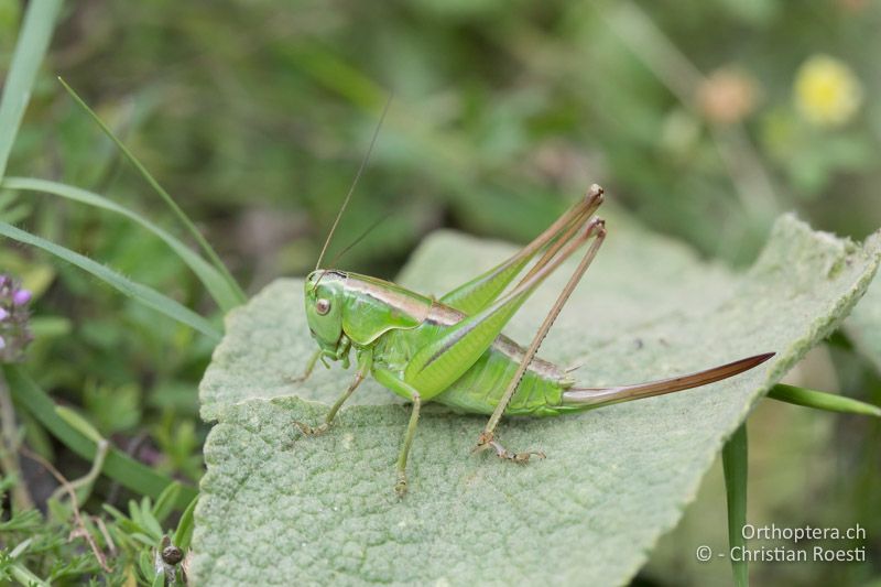 Pholidoptera frivaldszkyi ♀ - BG, Pasardschik, Streltscha, 10.07.2018