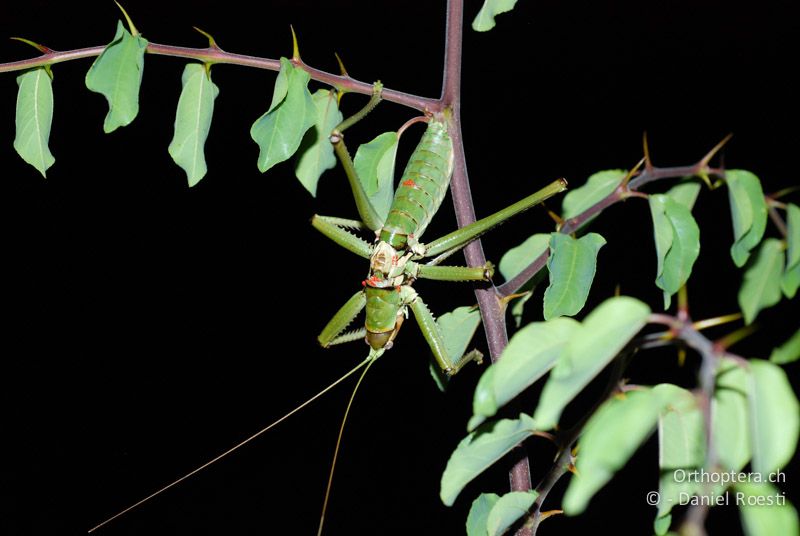 Balkan-Sägeschrecke (Saga natoliae) ♂ singt in der Nacht - GR, Zentralmakedonien, Asprovalta, 05.07.2013