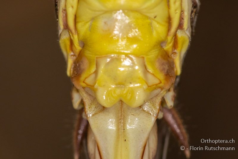 Subgenitalplatte von Decticus albifrons ♀ - GR, Epirus, Arta, 08.06.2024