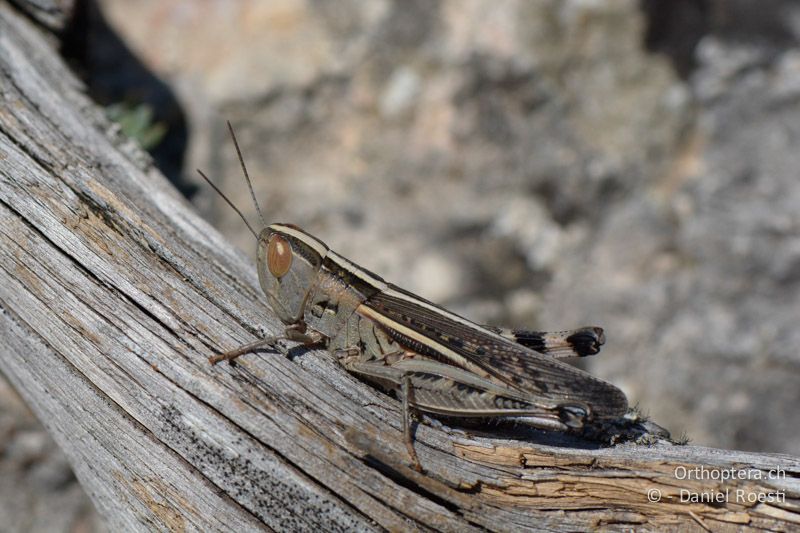 Ramburiella hispanica ♀ - FR, Col des Portes, 06.07.2014