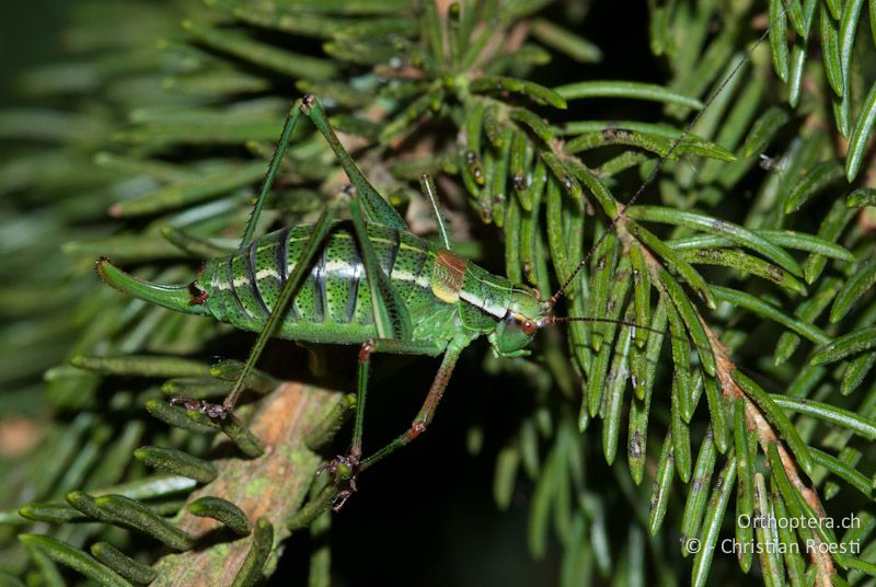 Barbitistes constrictus ♀ - DE, Bayern, Trockau, 05.08.2008