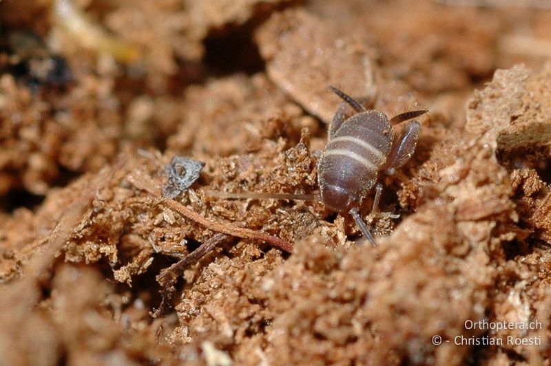 Larve von Myrmecophilus acervorum ♀ - DE, Baden-Württemberg, Graben-Neudorf, 12.05.2007