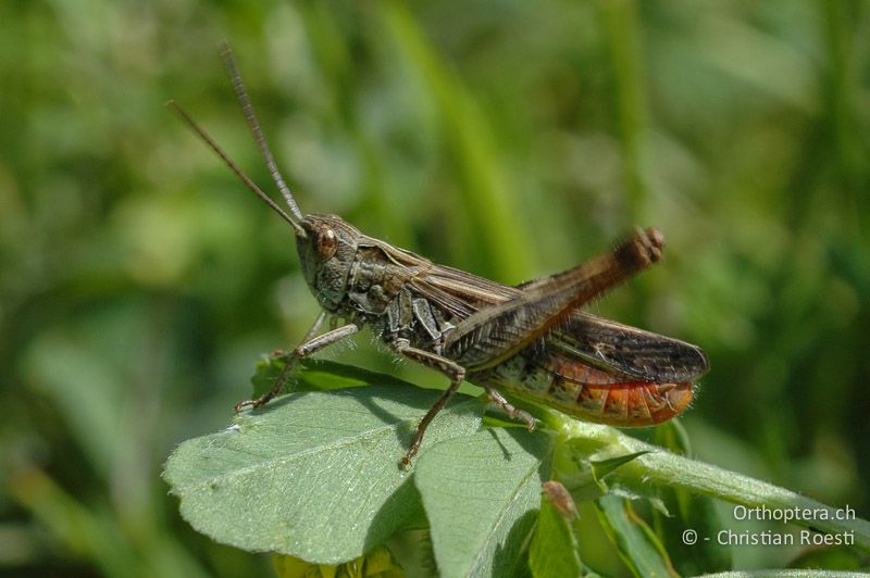 Chorthippus biguttulus ♂ - CH, VS, Leuk, 27.07.2007