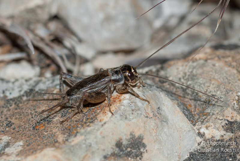 Eumodicogryllus bordigalensis ♂ - FR, Gard, Saint-Hippolyte-du-Fort, 29.05.2009