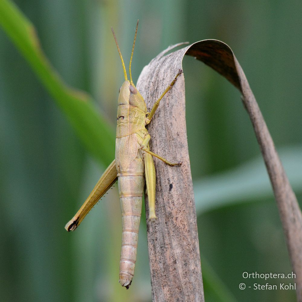 Chrysochraon dispar giganteus ♀ - HR, Istrien, Bijele Zemljel, 25.07.2015