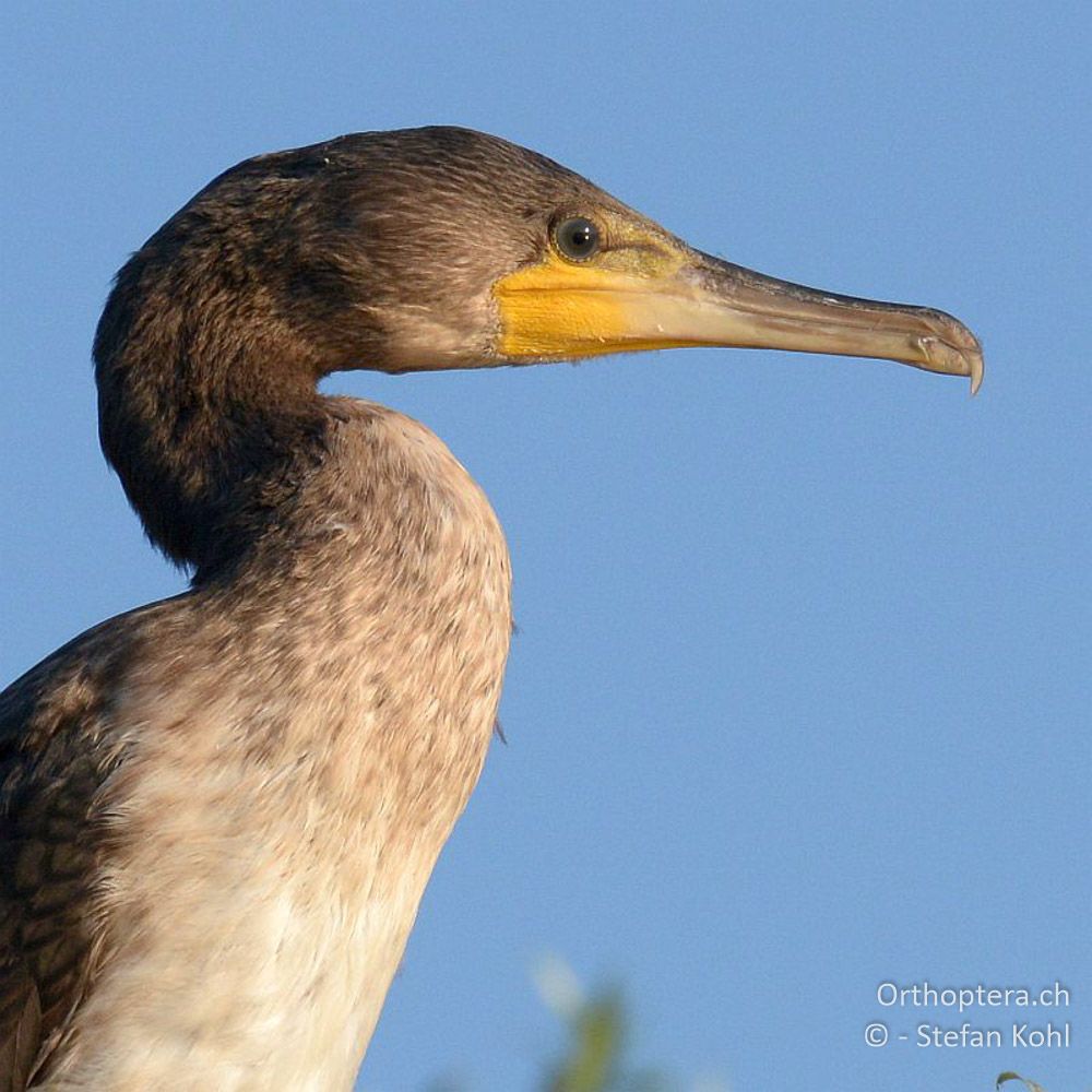 Kormoran (Phalacrocorax carbo) - GR, Zentralmakedonien, Kerkini-See, 08.07.2013