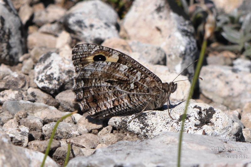 Ockerbindiger Samtfalter (Hipparchia semele) - FR, Col des Portes, 06.07.2014