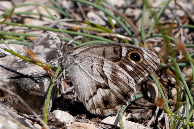 Hipparchia fidia - FR, Col des Portes, 06.07.2014