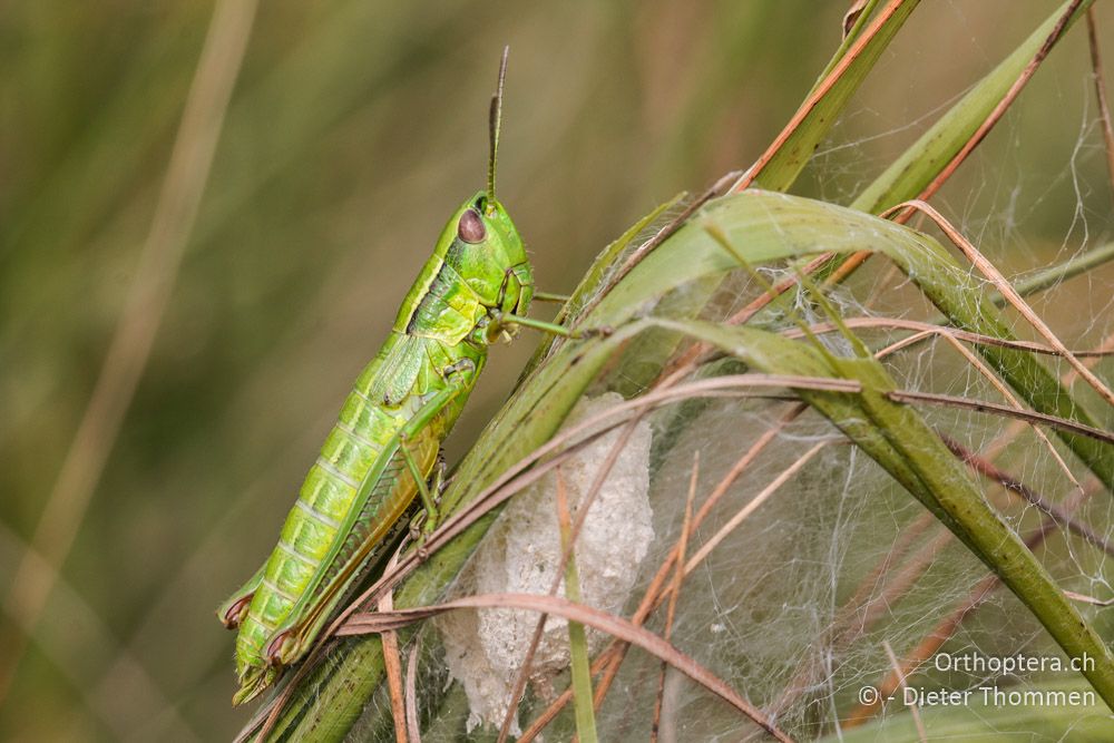 Euthystira brachyptera ♀ über einem Kokon von Pisaura mirabilis - HR, Istrien, Račja Vas, Dol, 24.07.2015