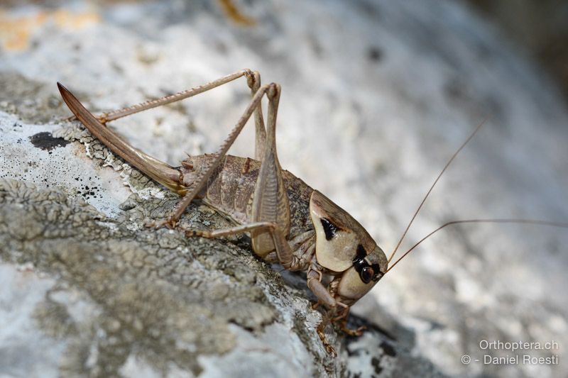 Pholidoptera dalmatica ♀ - HR, Insel Cres, 23.07.2015