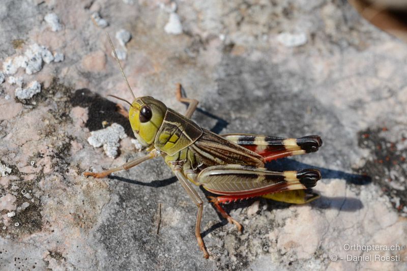 Arcyptera brevipennis brevipennis ♂ - HR, Insel Cres, 23.07.2015