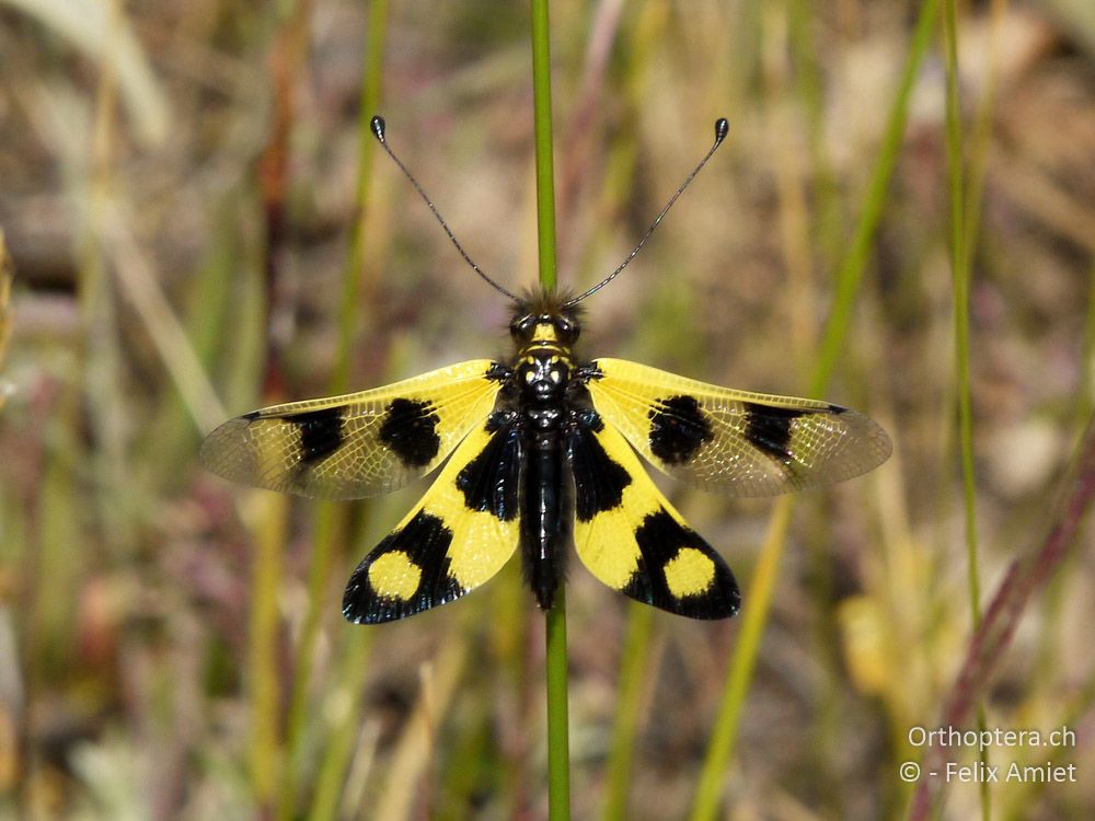 Östlicher Schmetterlingshaft (Libelloides macaronius) - GR, Westmakedonien, Mt. Vernon, 10.07.2013