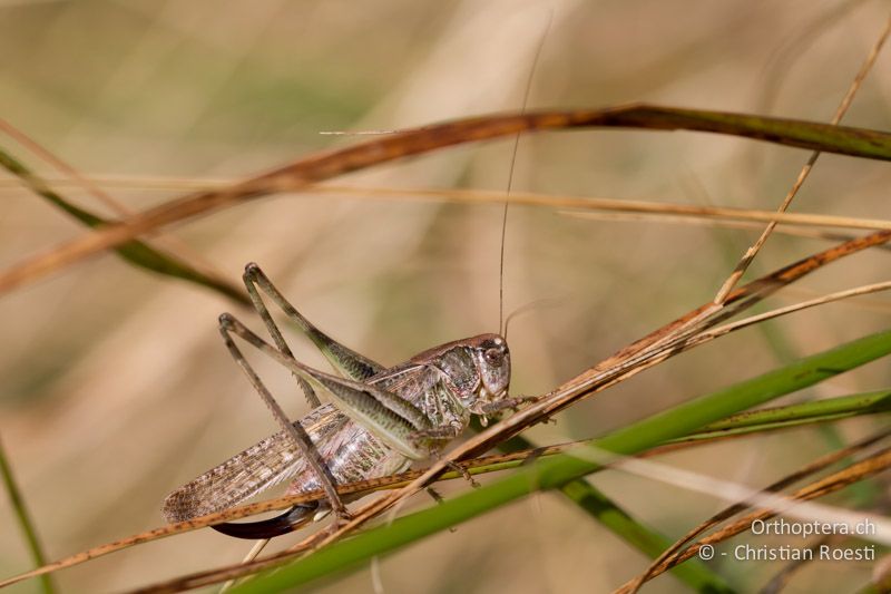 Platycleis grisea ♀ - CH, TI, Monte im Muggiotal, 04.09.2013