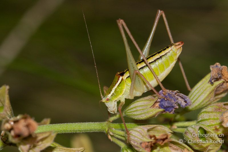 Poecilimon elegans ♀ - HR, Istrien, Brovinje, 12.06.2014