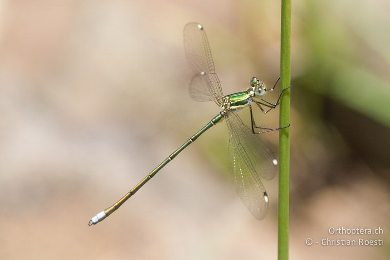 cf. Chlorolestes fasciatus, Mountain Malachite ♂ - SA, Mpumalanga, Dullstroom, Field & Stream Lodge, 13.01.2015