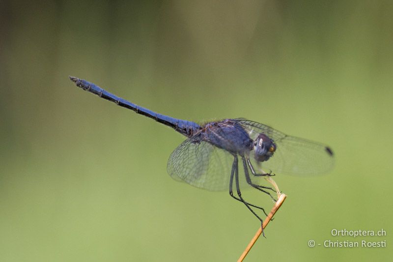 Trithemis cf. furva, Navy Dropwing ♂ - SA, Nort West, Rustenburg, Magaliesberg, 14.01.2015