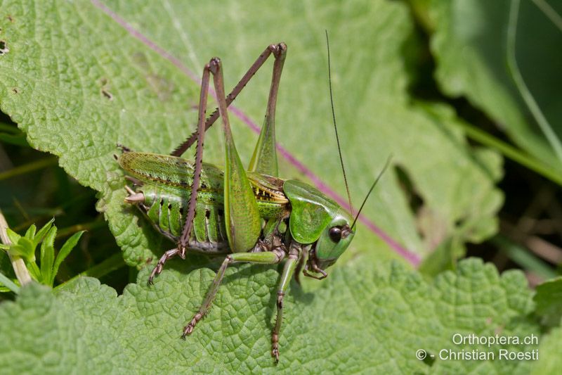 Decticus verrucivorus ♂ - CH, BL, Liedertswil, 03.08.2016