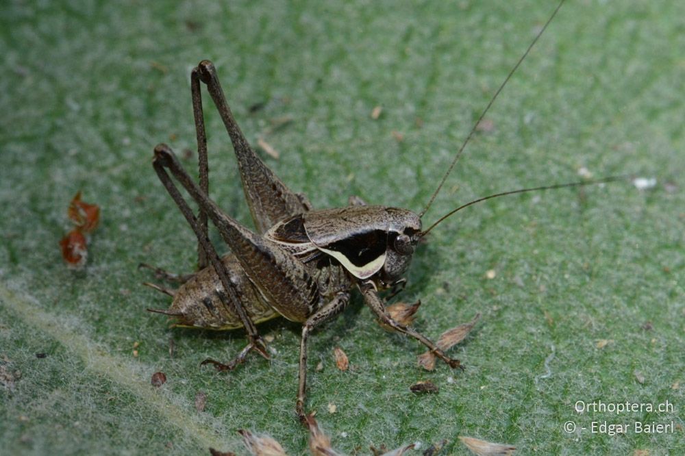 Pholidoptera fallax ♂ - BG, (Pasardschik, Streltscha), 10.07.2018