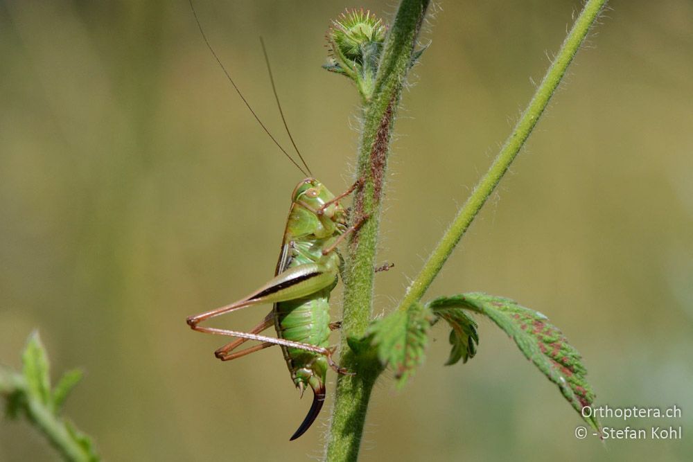 Bicolorana kraussi (Bicolorana kuntzeni) ♀ - HR, Istrien, Vela Učka, 20.07.2015