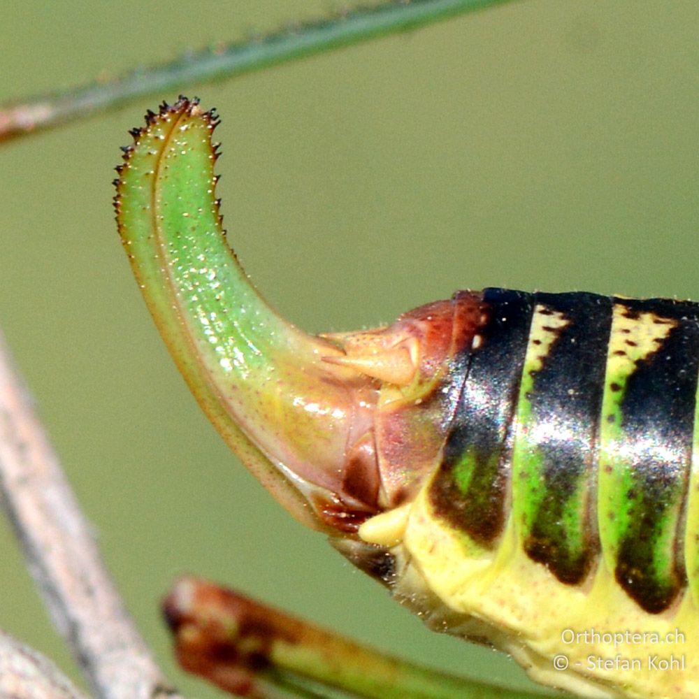 Legeapparat des ♀ von Metaplastes ornatus - GR, Westmakedonien, 11.07.2013