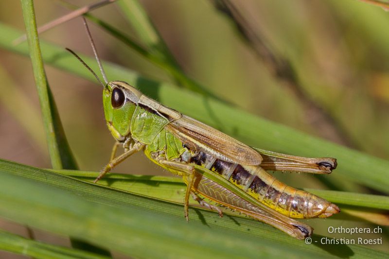 Pseudochorthippus montanus ♀ - CH, VD, Cudrefin, 25.06.2008