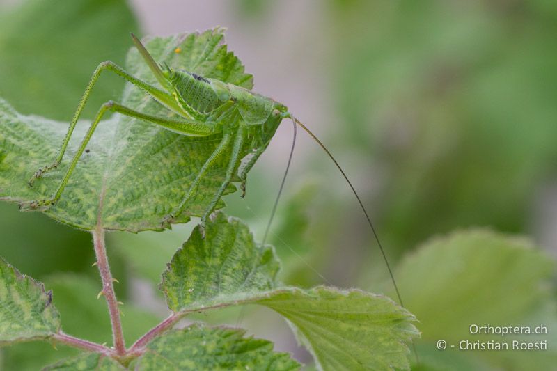 5. Larvenstadium von Tettigonia viridissima ♀ - GR, Ostmakedonien, Didimoticho, 14.05.2013