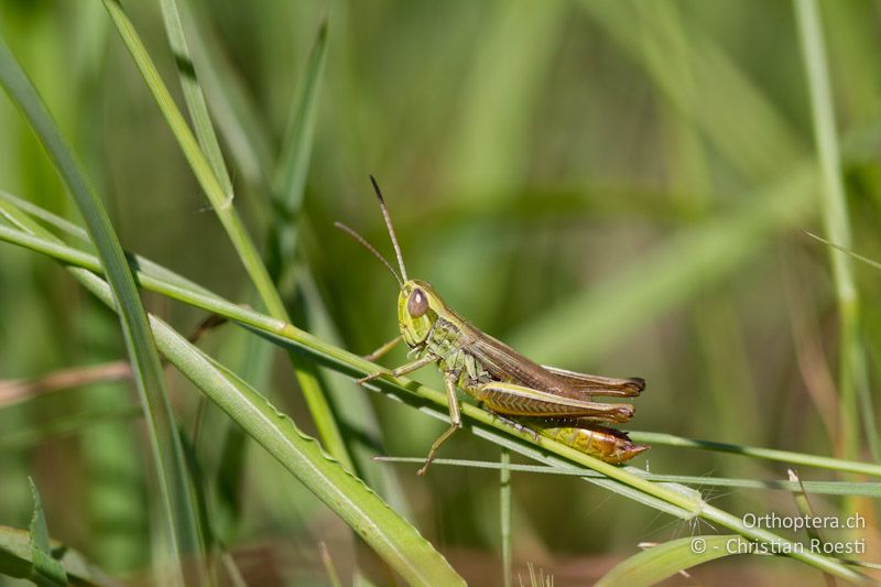 Euchorthippus declivus ♂ - CH, TI, Arzo, 02.09.2013