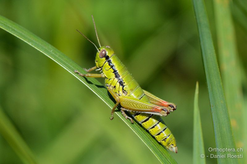 Micropodisma salamandra ♀ - SLO, Ljubljana, 18.07.2015