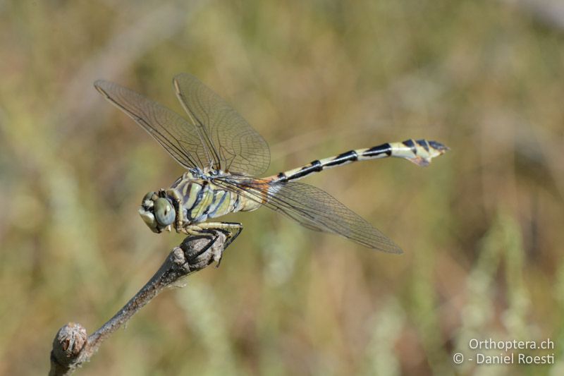 Lindenia tetraphylla ♀ (Seedrachen) - GR, Zentralmakedonien, Volvi-See, 04.07.2017