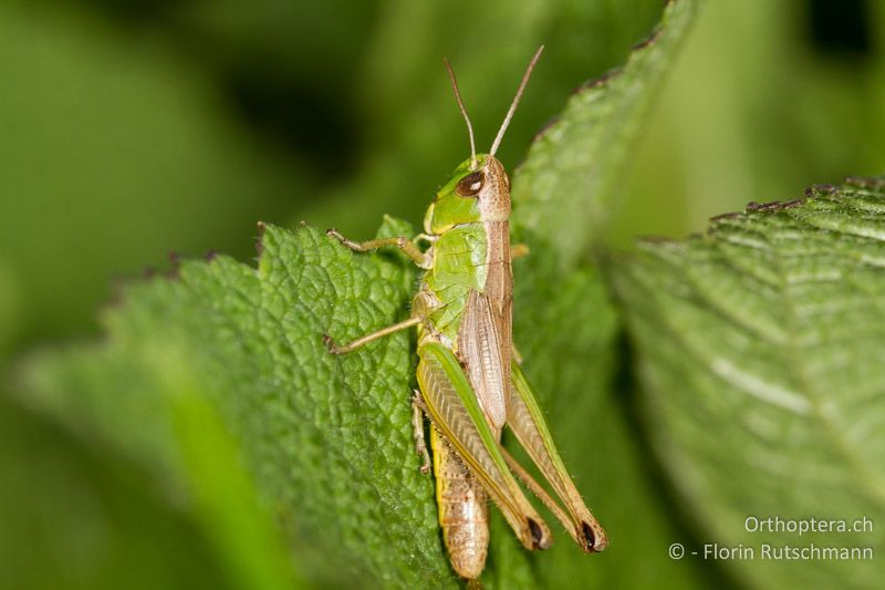 Pseudochorthippus parallelus ♀ - CH, TG, Frauenfeld, 13.08.2013