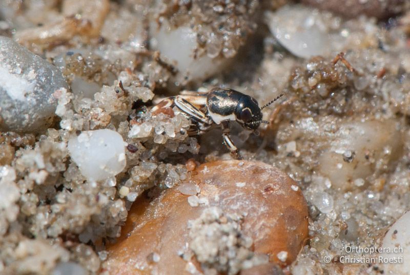 Xya variegata ♂ - AT, Burgenland, Apetlon, Rosaliakapelle, 30.06.2010