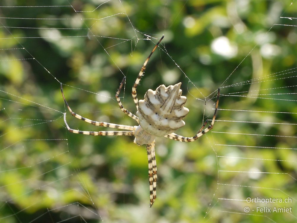 Argiope lobata - GR, Zentralmakedonien, Kerkini-See, 08.07.2013