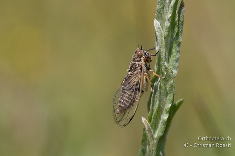 Singzikade Cicadivetta tibialis - HR, Istrien, Galižana, 04.06.2014