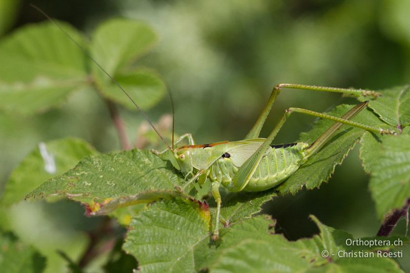 Larve von Tettigonia viridissima ♀ im letzten Larvenstadium - HR, Istrien, Trget, 05.06.2014