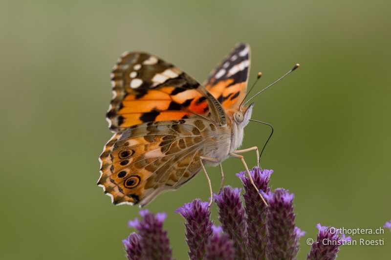 Distelfalter (Vanessa cardui) - SA, Limpopo, Nylsvlei Nature Reserve, 29.12.2014