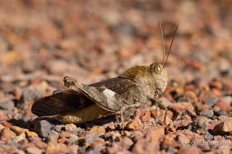 Ödlandschrecke - SA, Limpopo, Nylsvlei Nature Reserve, 30.12.2014