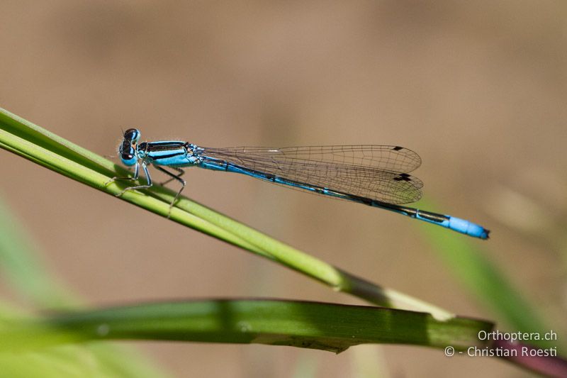 Africallagma cf. glaucum, Swamp Bluet - SA, Limpopo, Tzaneen, Kurisa Moya Lodge, 07.01.2015