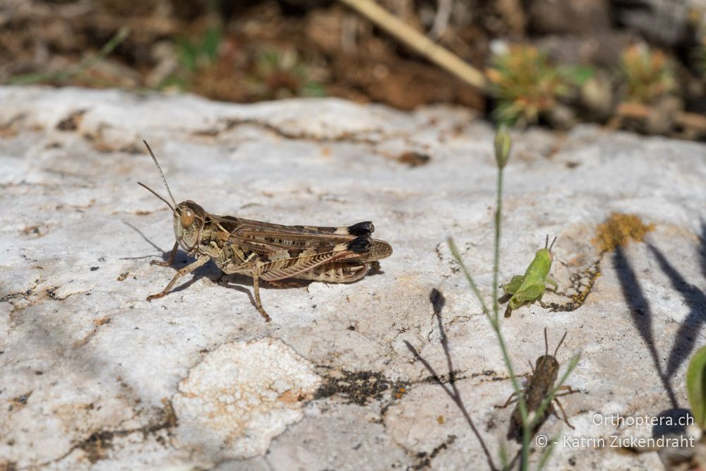 Dociostaurus maroccanus ♂ - HR, Cres, Merag, 21.06.2016