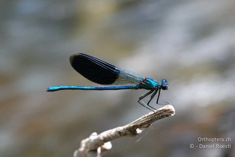 Gebänderte Prachtlibelle (Calopteryx splendens) ♂ - GR, Zentralmakedonien, Sidirokastro, 08.07.2013